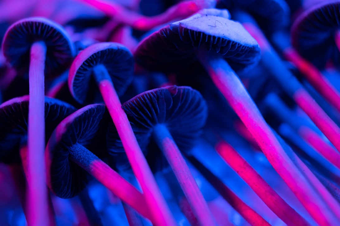 Psykedelisk medisin i behandling av psykiske lidelser: Nyeste forskning